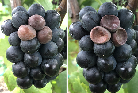 Localized cluster of Pinot Noir